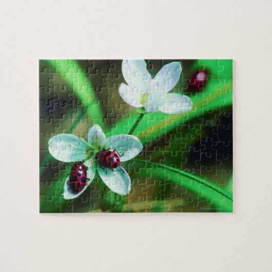 Ladybug Puzzle (Horizontal)