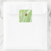 Ladybug Quadratischer Aufkleber (Tasche)