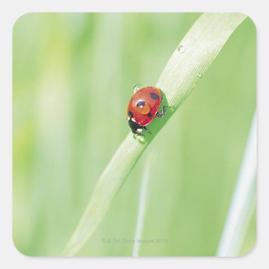 Ladybug Quadratischer Aufkleber (Vorderseite)