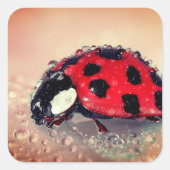 Ladybug Quadratischer Aufkleber (Vorderseite)