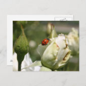 LadyBug Rosenknospe Post Card Postkarte (Vorne/Hinten)