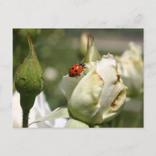 LadyBug Rosenknospe Post Card Postkarte (Vorderseite)