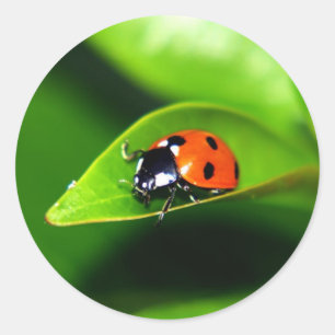 Ladybug Runder Aufkleber