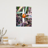 Ladybug Spotlight Poster (Küche)
