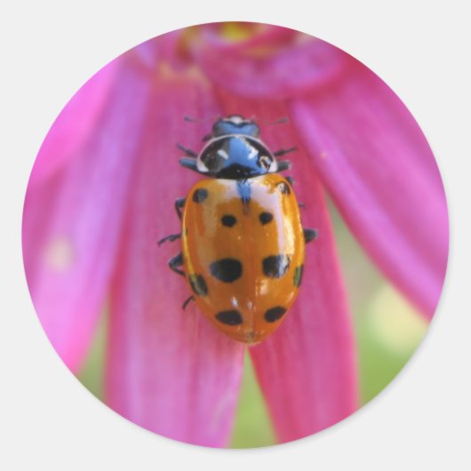 Ladybug Sticker (Vorderseite)