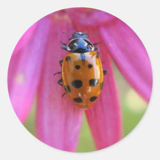 Ladybug Sticker (Vorderseite)