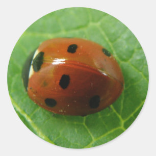 Ladybug Sticker