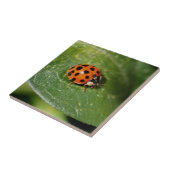 Ladybug über Leaf Nature Fliese (Seite)