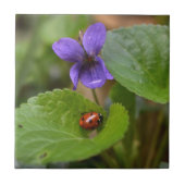 Ladybug über süße Violettsorten-Blume Fliese (Vorderseite)