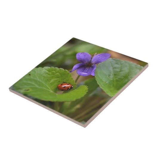 Ladybug über süße Violettsorten-Blume Fliese (Seite)