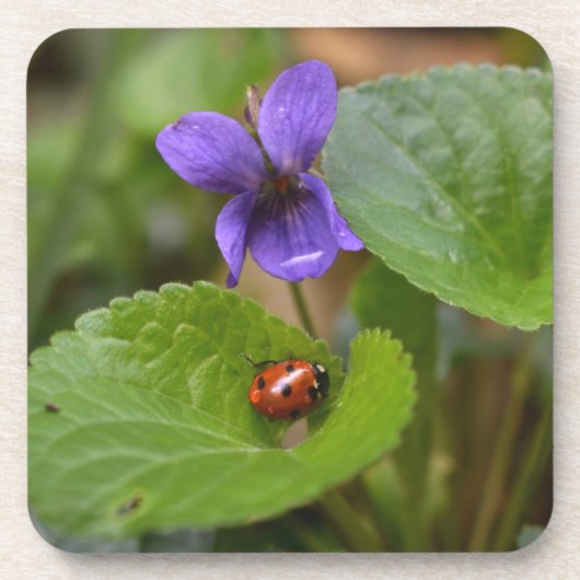 Ladybug über süße Violettsorten-Blume Getränkeuntersetzer (Vorderseite)