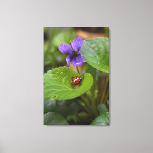 Ladybug über süße Violettsorten-Blume Leinwanddruck