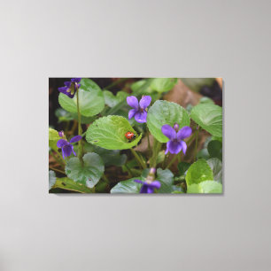 Ladybug über süße Violettsorten-Blume Leinwanddruck