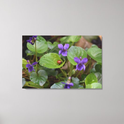 Ladybug über süße Violettsorten-Blume Leinwanddruck (Vorderseite)