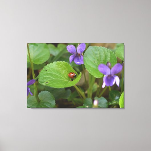 Ladybug über süße Violettsorten-Blume Leinwanddruck (Vorderseite)