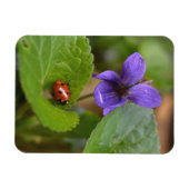 Ladybug über süße Violettsorten-Blume Magnet (Horizontal)
