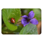 Ladybug über süße Violettsorten-Blume Magnet (Horizontal)
