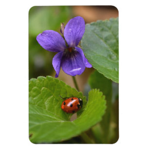 Ladybug über süße Violettsorten-Blume Magnet