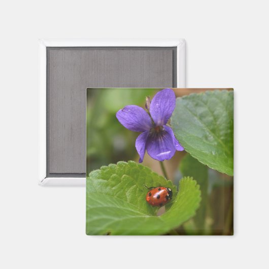 Ladybug über süße Violettsorten-Blume Magnet (Vorderseite/Rückseite)