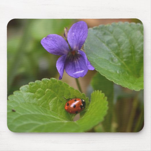Ladybug über süße Violettsorten-Blume Mousepad (Vorne)