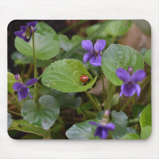 Ladybug über süße Violettsorten-Blume Mousepad (Vorne)