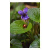 Ladybug über süße Violettsorten-Blume Poster (Vorderseite)