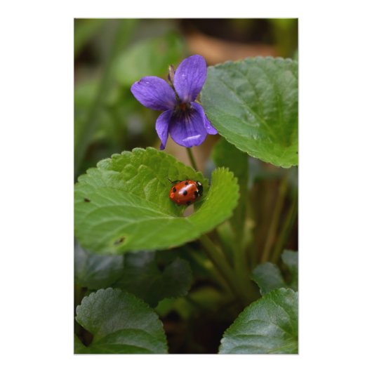 Ladybug über süße Violettsorten-Blume Poster (Vorderseite)