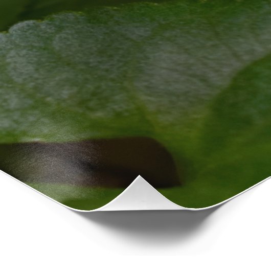 Ladybug über süße Violettsorten-Blume Poster (Ecke)