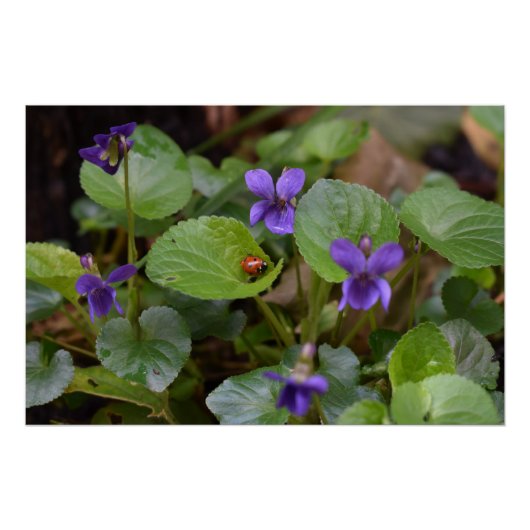 Ladybug über süße Violettsorten-Blume Poster (Vorderseite)