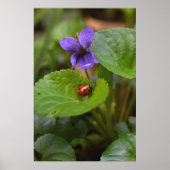 Ladybug über süße Violettsorten-Blume Poster (Vorne)