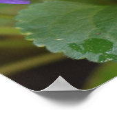 Ladybug über süße Violettsorten-Blume Poster (Ecke)