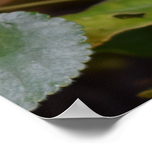 Ladybug über süße Violettsorten-Blume Poster (Ecke)