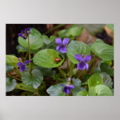 Ladybug über süße Violettsorten-Blume Poster (Vorne)