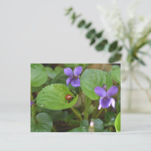Ladybug über süße Violettsorten-Blume Postkarte