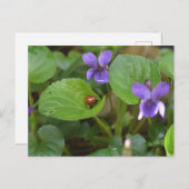 Ladybug über süße Violettsorten-Blume Postkarte (Vorne/Hinten)