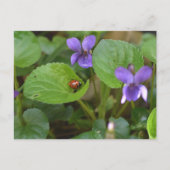Ladybug über süße Violettsorten-Blume Postkarte (Vorderseite)