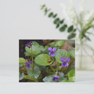Ladybug über süße Violettsorten-Blume Postkarte