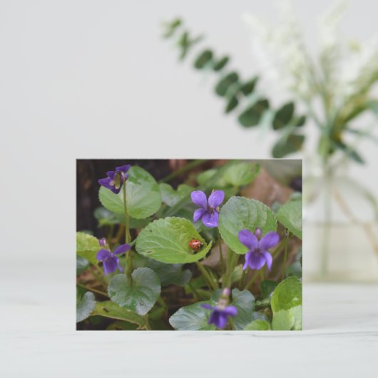 Ladybug über süße Violettsorten-Blume Postkarte (Stehend Vorderseite)