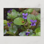 Ladybug über süße Violettsorten-Blume Postkarte (Vorderseite)