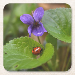 Ladybug über süße Violettsorten-Blume Rechteckiger Pappuntersetzer