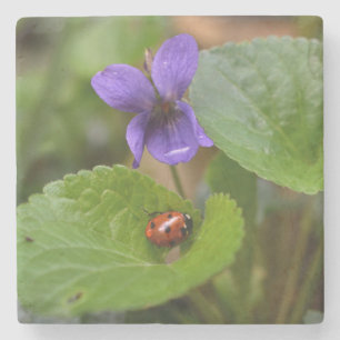 Ladybug über süße Violettsorten-Blume Steinuntersetzer