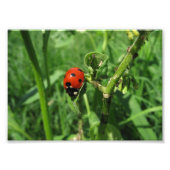 Ladybug und Aphide Fotodruck (Vorne)
