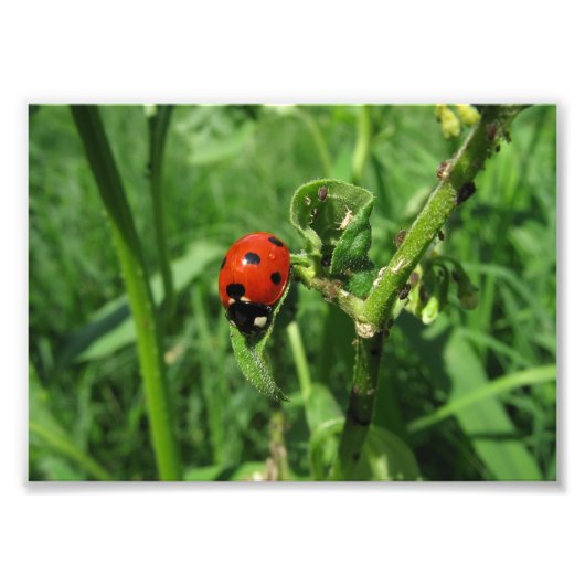 Ladybug und Aphide Fotodruck (Vorne)