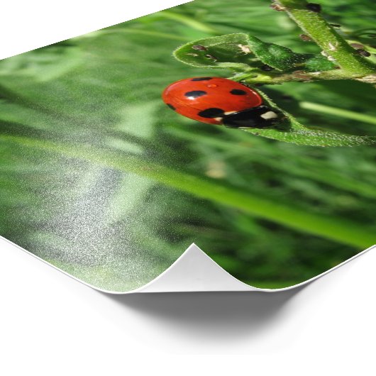 Ladybug und Aphide Fotodruck (Ecke)