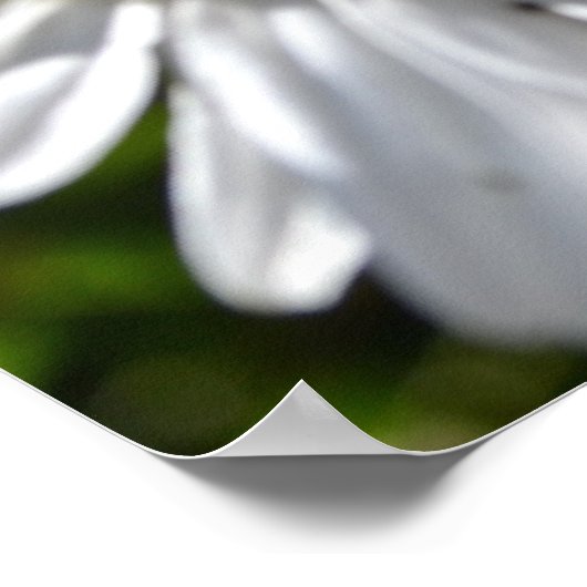 Ladybug und Daisies Poster (Ecke)