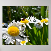 Ladybug und Daisies Poster (Vorne)