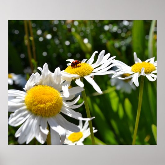 Ladybug und Daisies Poster (Vorne)