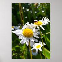 Ladybug und Daisies