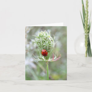 Ladybug und Wildblume - Blankokarte Karte