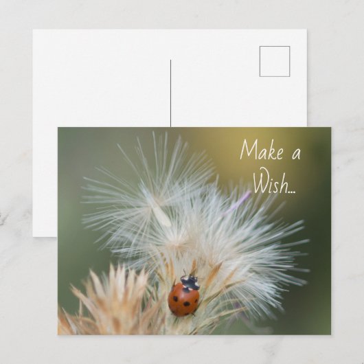 Ladybug Wish Postcard Postkarte (Vorne/Hinten)